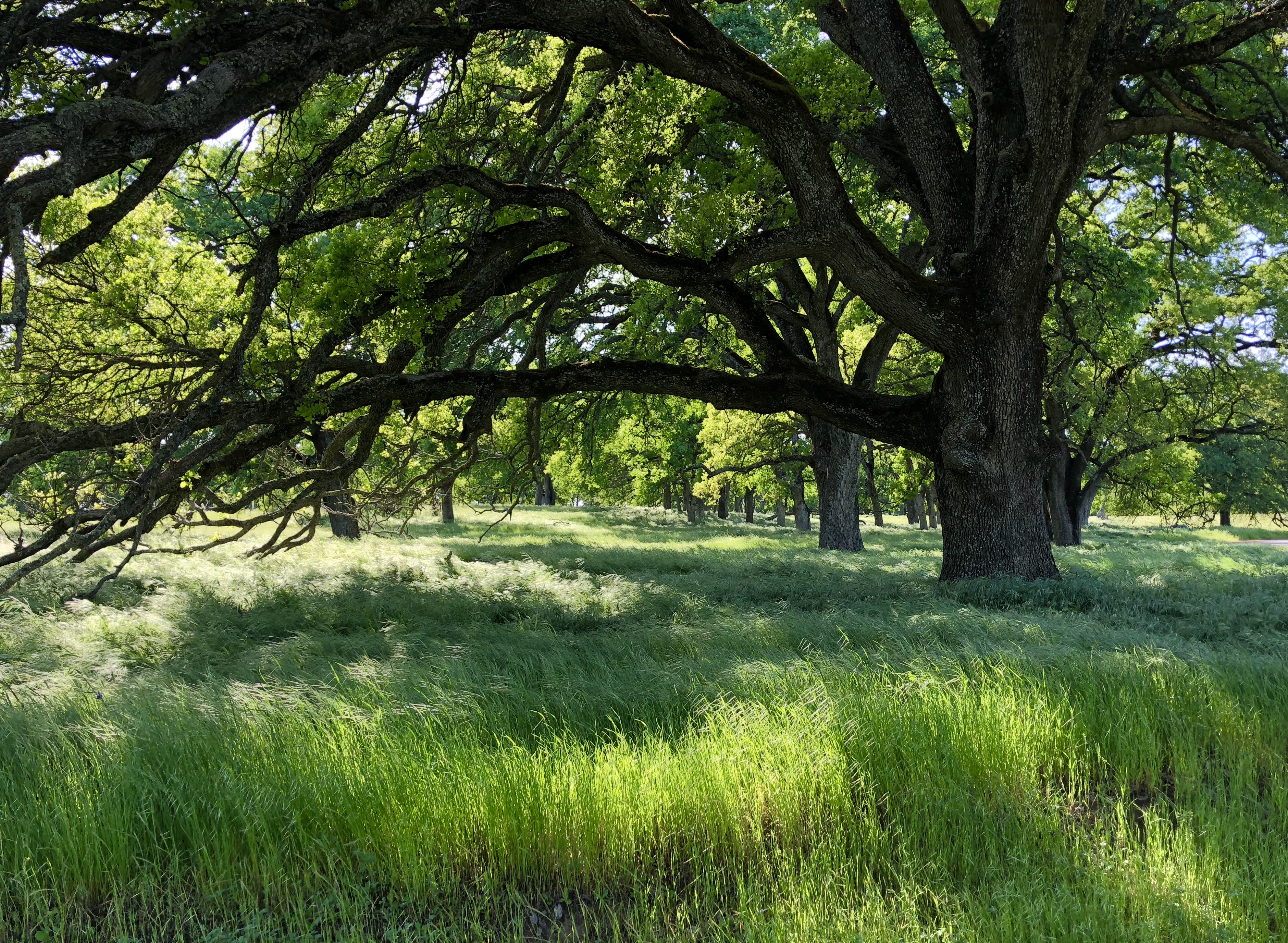 A Walking Meditation